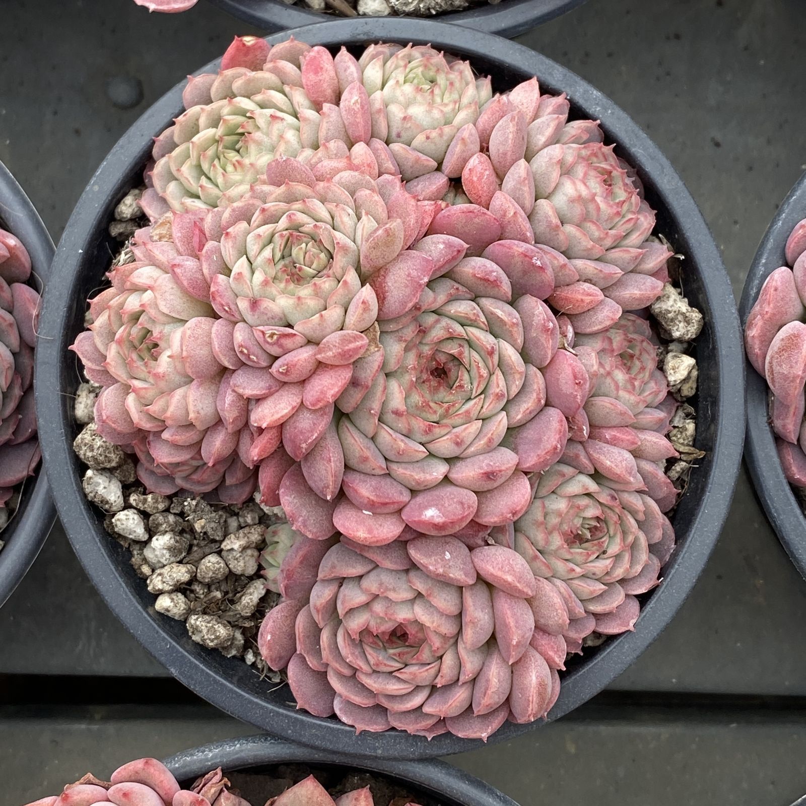 XY204×10株 リトルレッドエンベロープ 抜き苗 多肉植物 アエオニウム