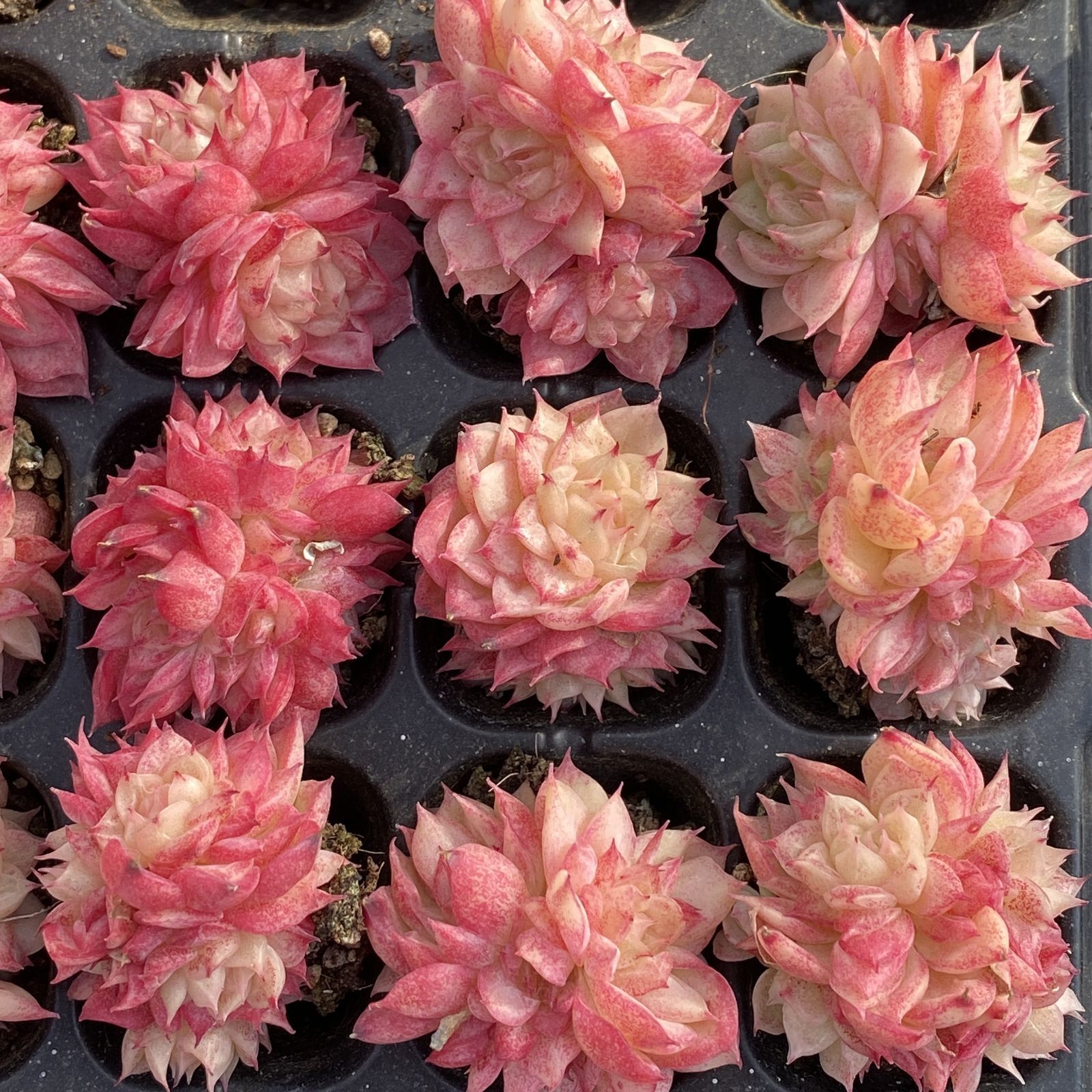 XY229×16苗 レッドスワン 土付き 多肉植物 アエオニウム エケベリア