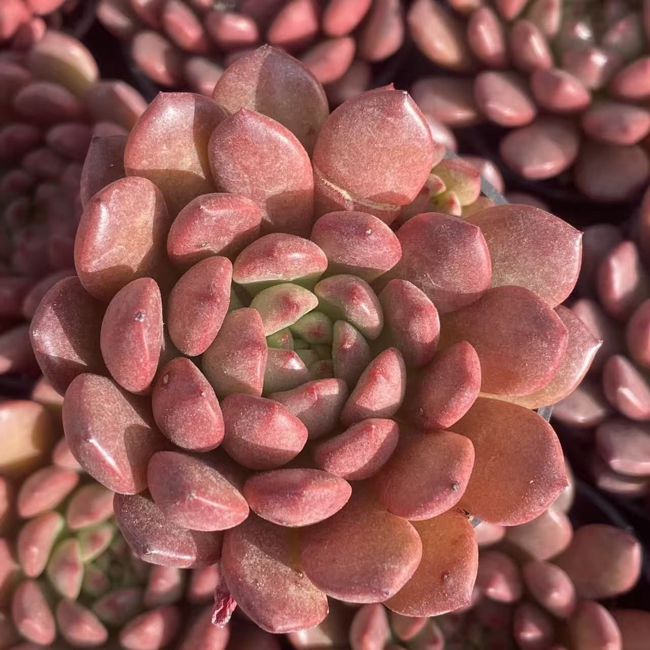 XY55×10株 ルビー 抜き苗 多肉植物 アエオニウム エケベリア サボテン