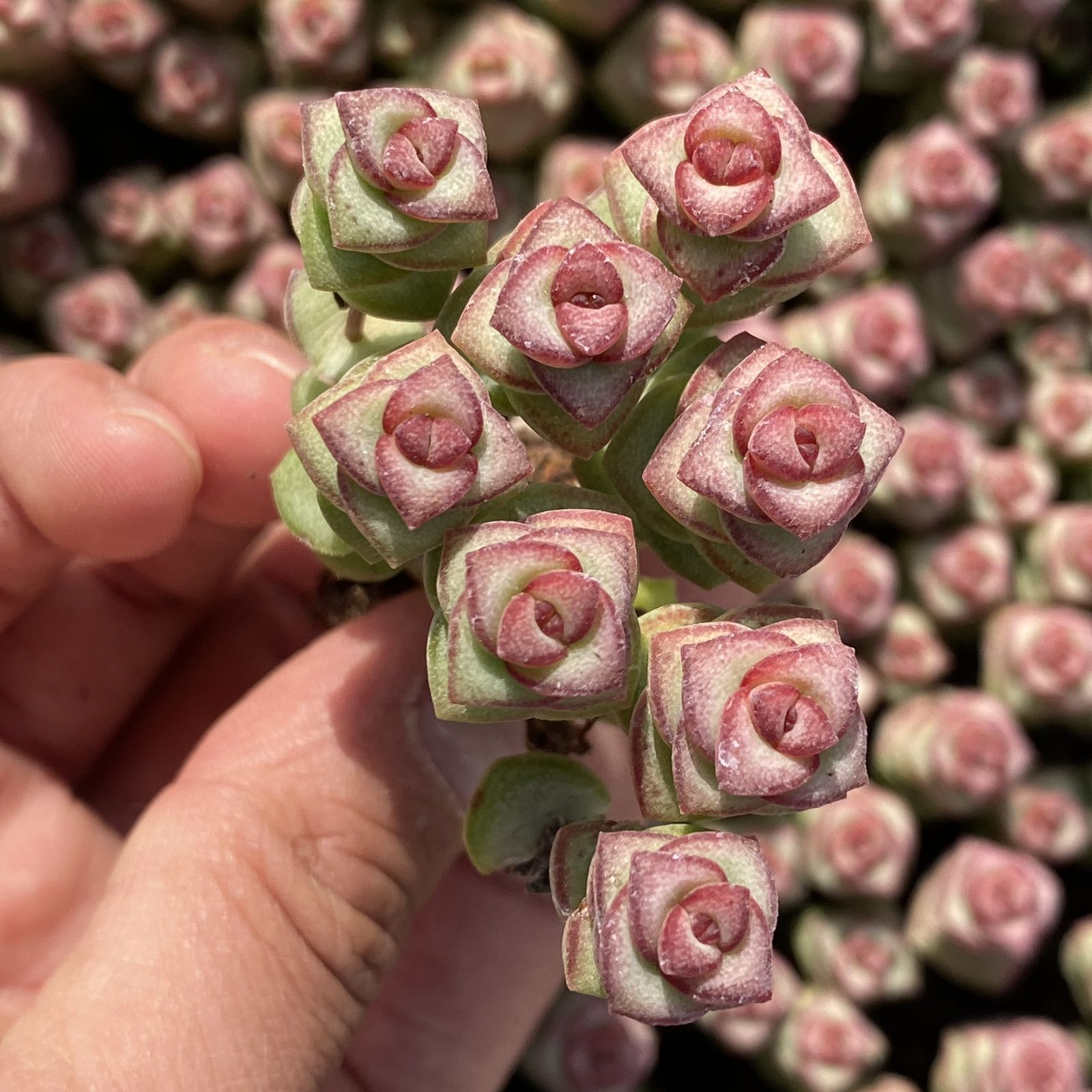 XY244×16苗 ゼニツナギ 土付き 多肉植物 アエオニウム エケベリア