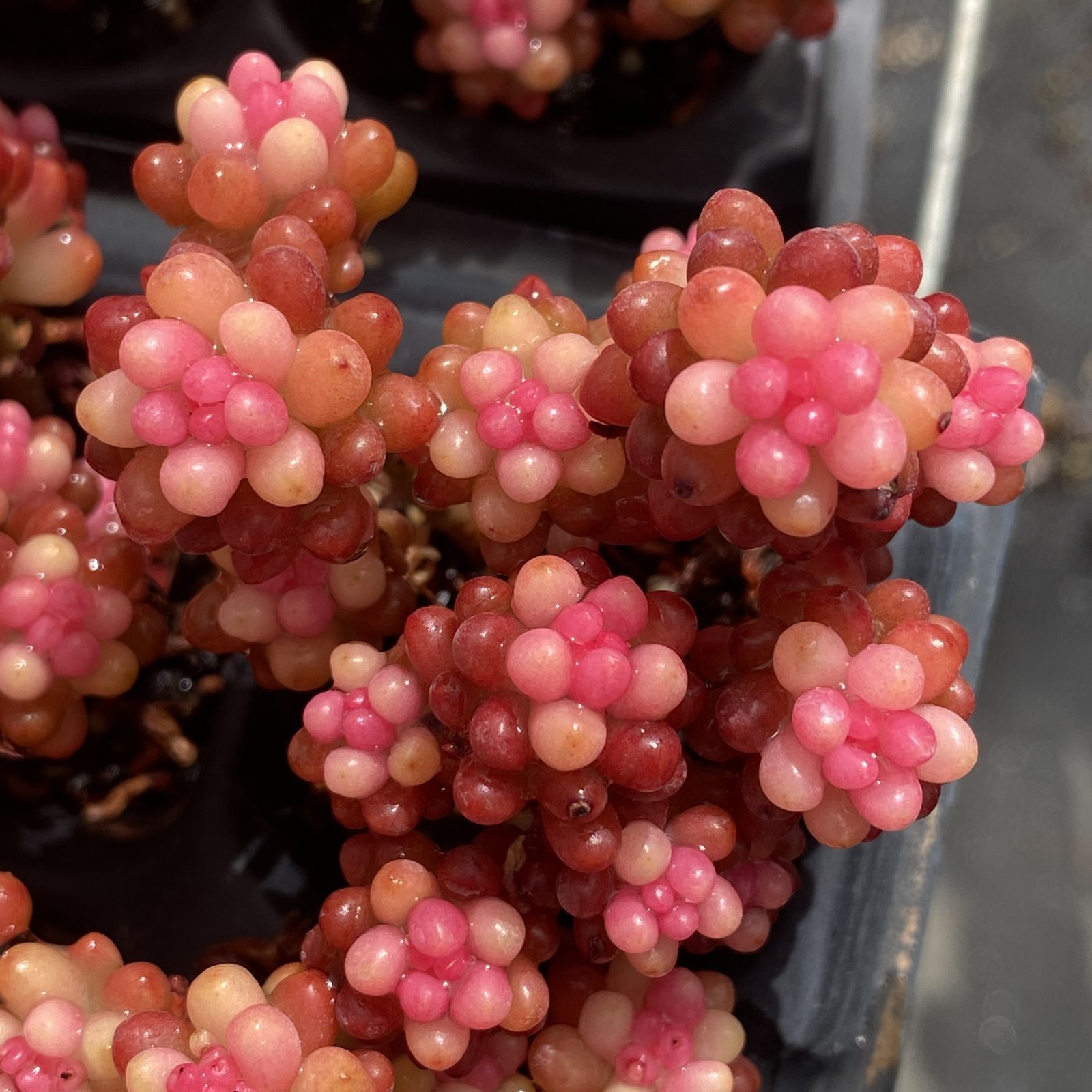 XY273×16苗 ベリーニシキ 土付き 多肉植物 アエオニウム エケベリア