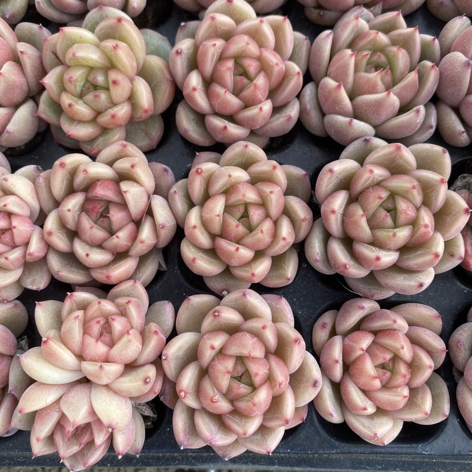 XY258×16苗 クリアスカイ 土付き 多肉植物 アエオニウム エケベリア