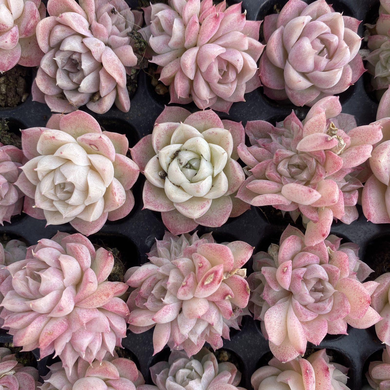 XY259×16苗 トウクンバイオウ 土付き 多肉植物 アエオニウム