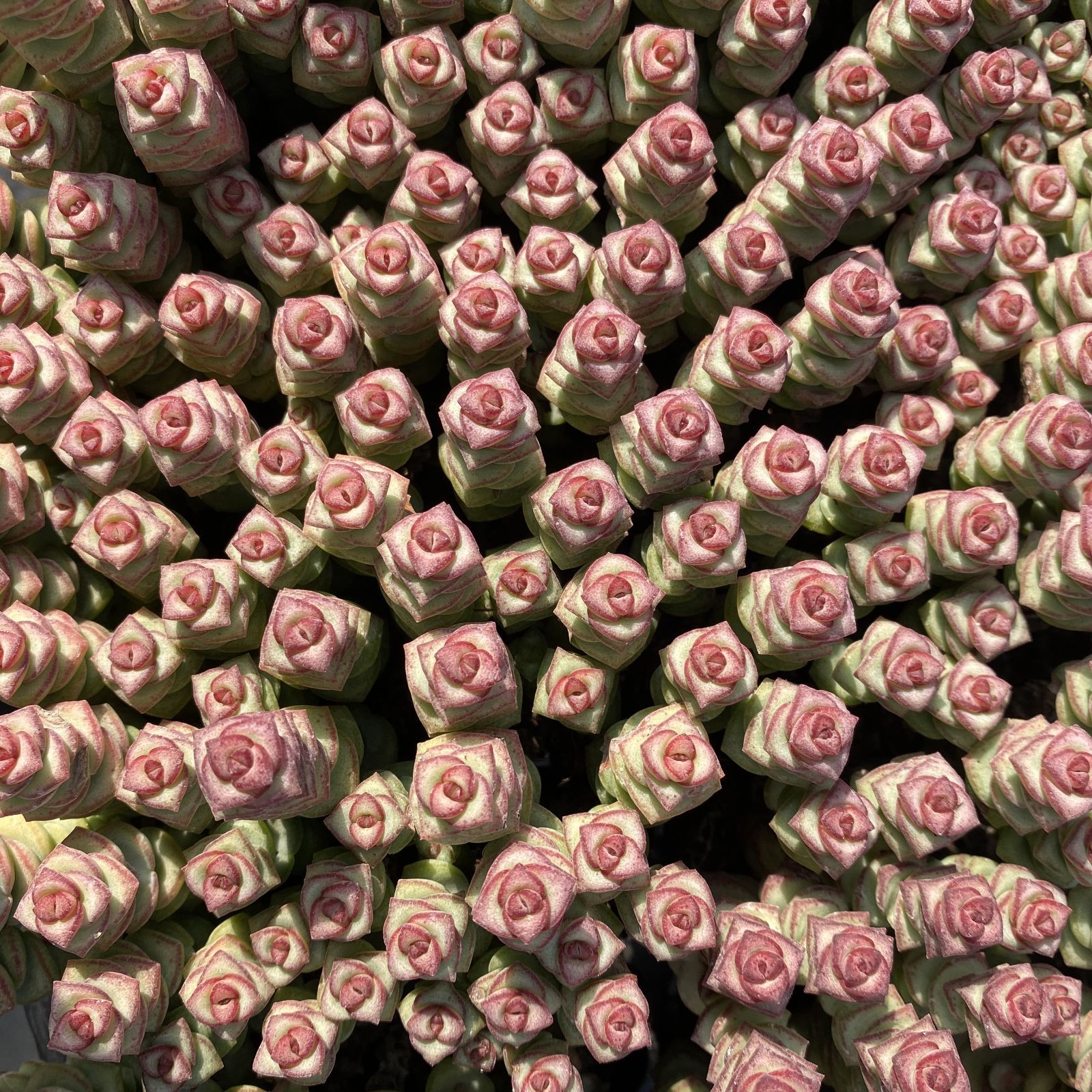 XY244×16苗 ゼニツナギ 土付き 多肉植物 アエオニウム エケベリア