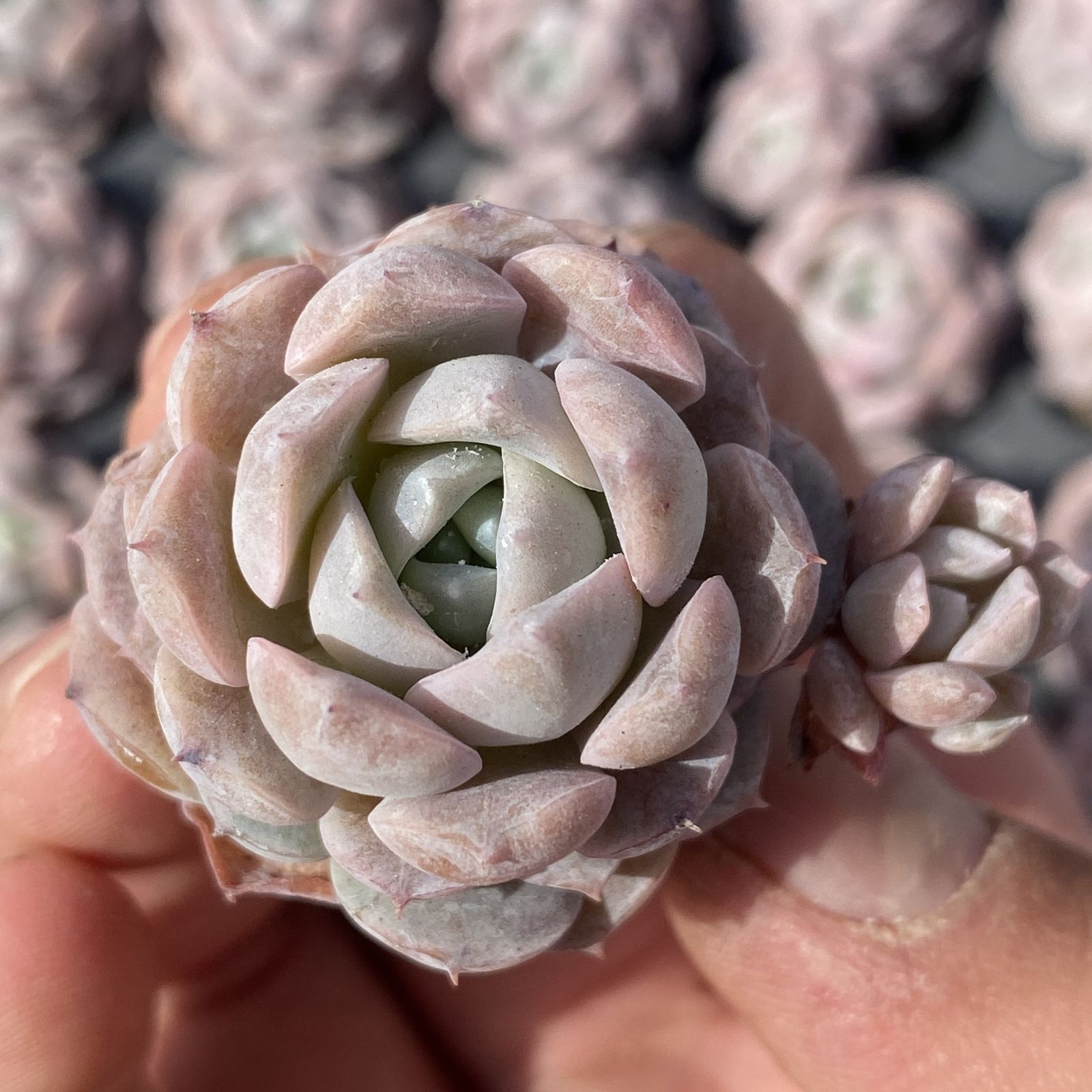 XY269×16苗 オンチョウ 土付き 多肉植物 アエオニウム エケベリア