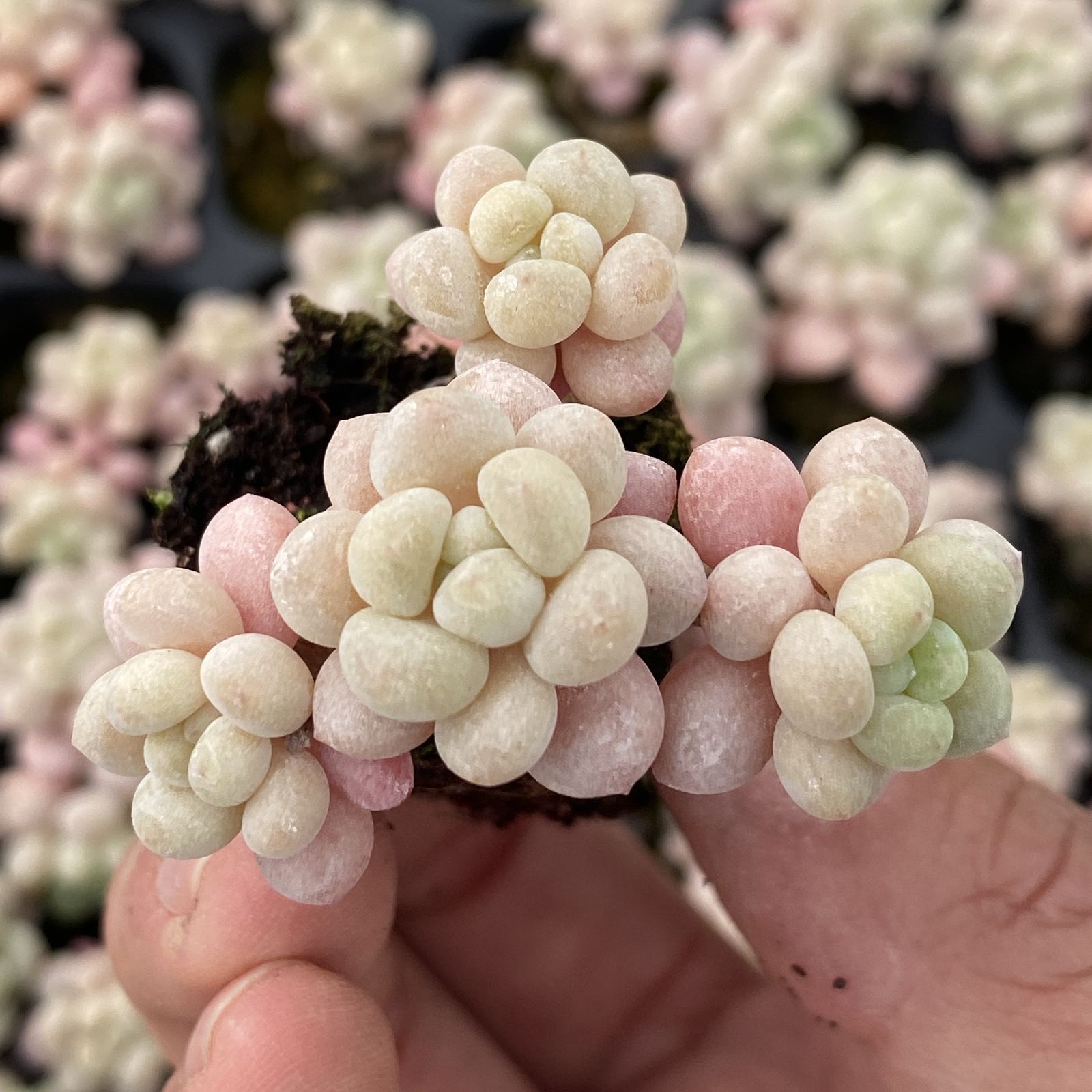 XY279×16苗 ロココ 土付き 多肉植物 アエオニウム エケベリア サボテン