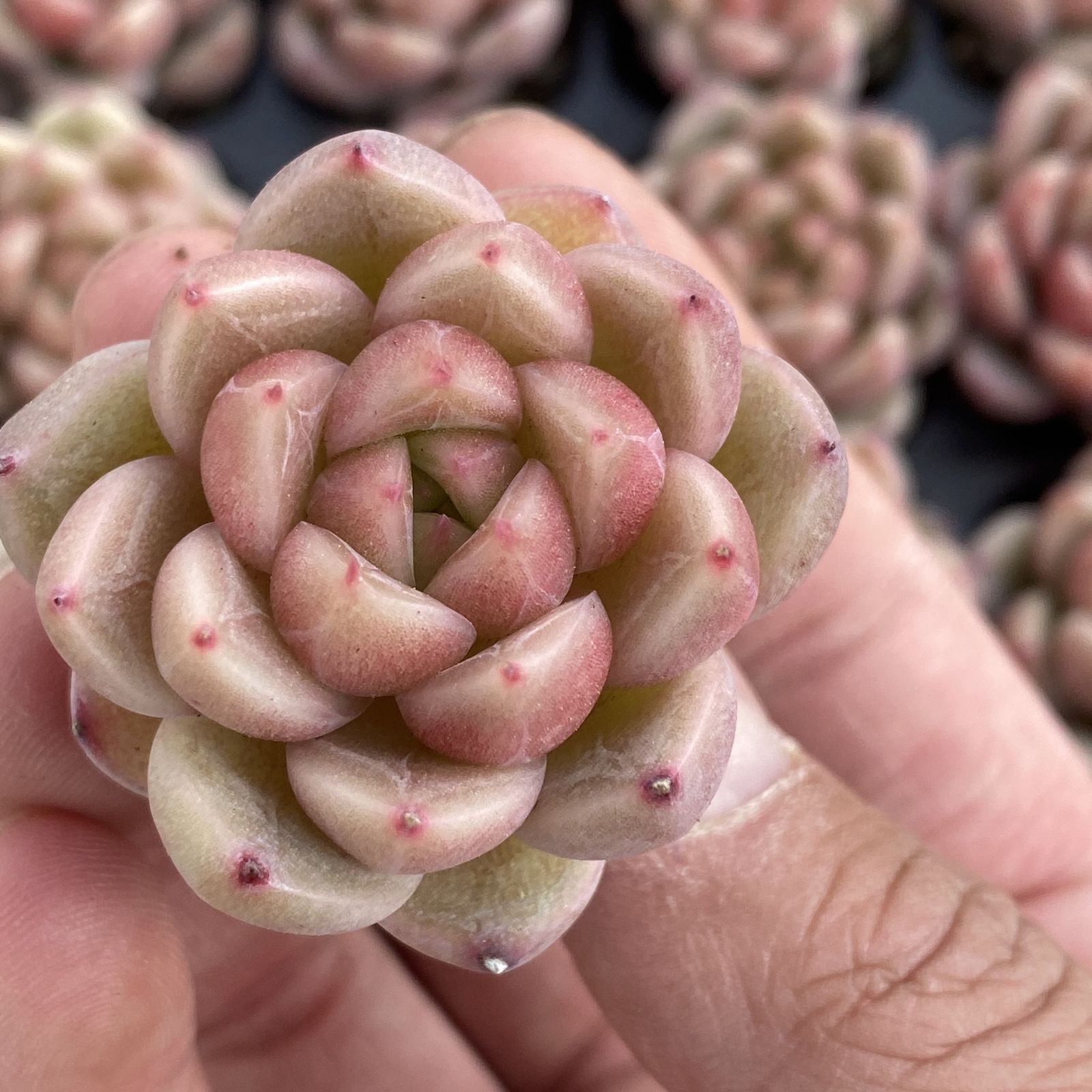 XY258×16苗 クリアスカイ 土付き 多肉植物 アエオニウム エケベリア