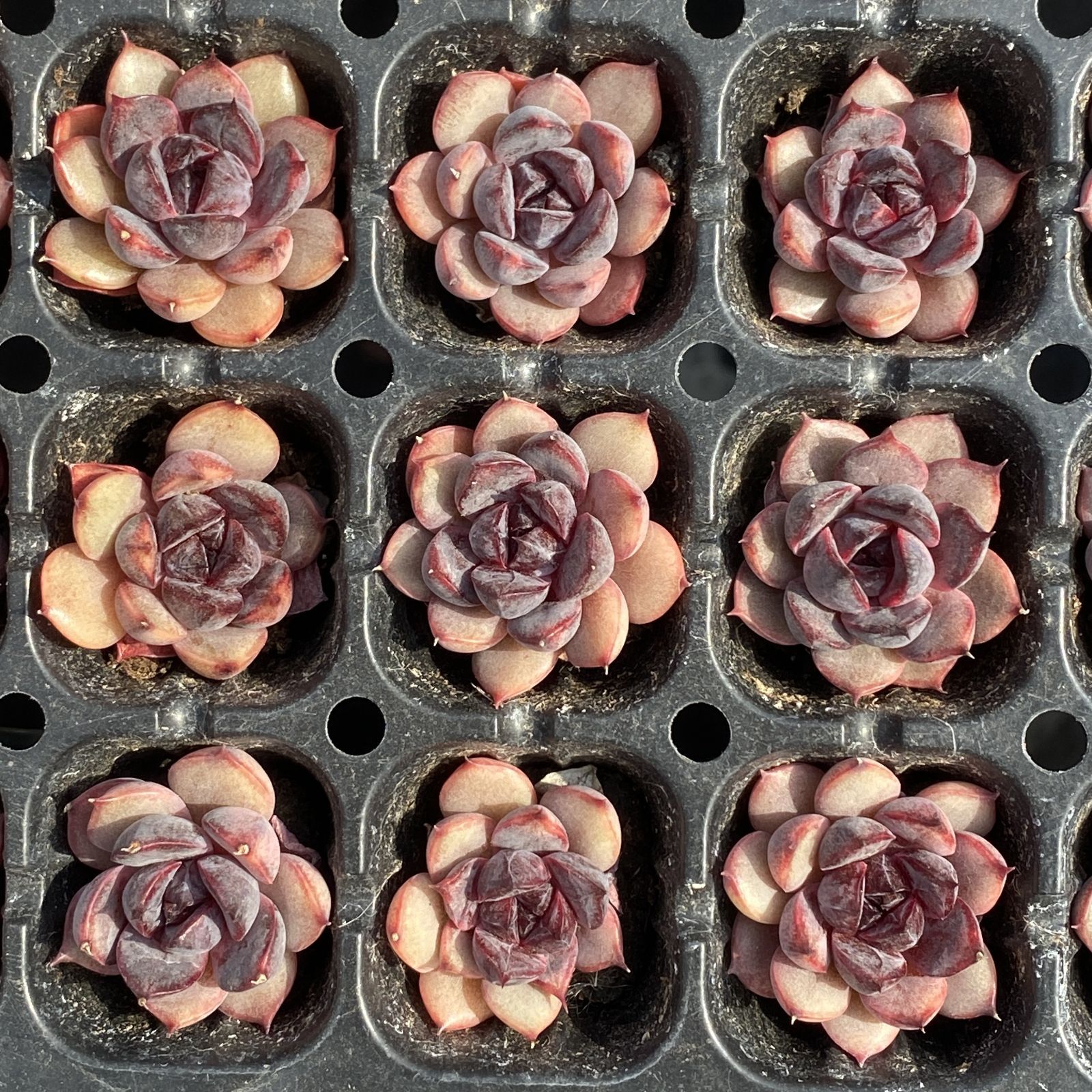 XY266×16苗 サンカジェニー 土付き 多肉植物 アエオニウム エケベリア