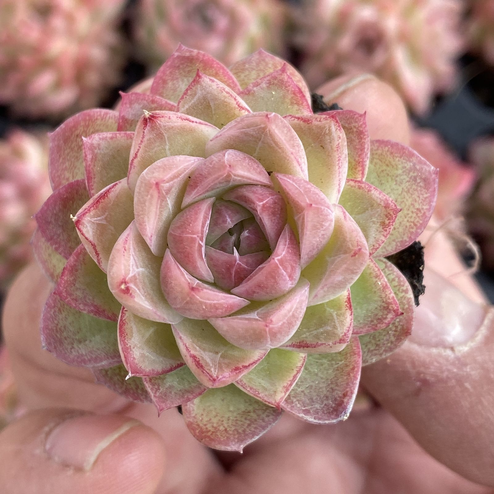 XY257×16苗 レッドクイーン 土付き 多肉植物 アエオニウム エケベリア