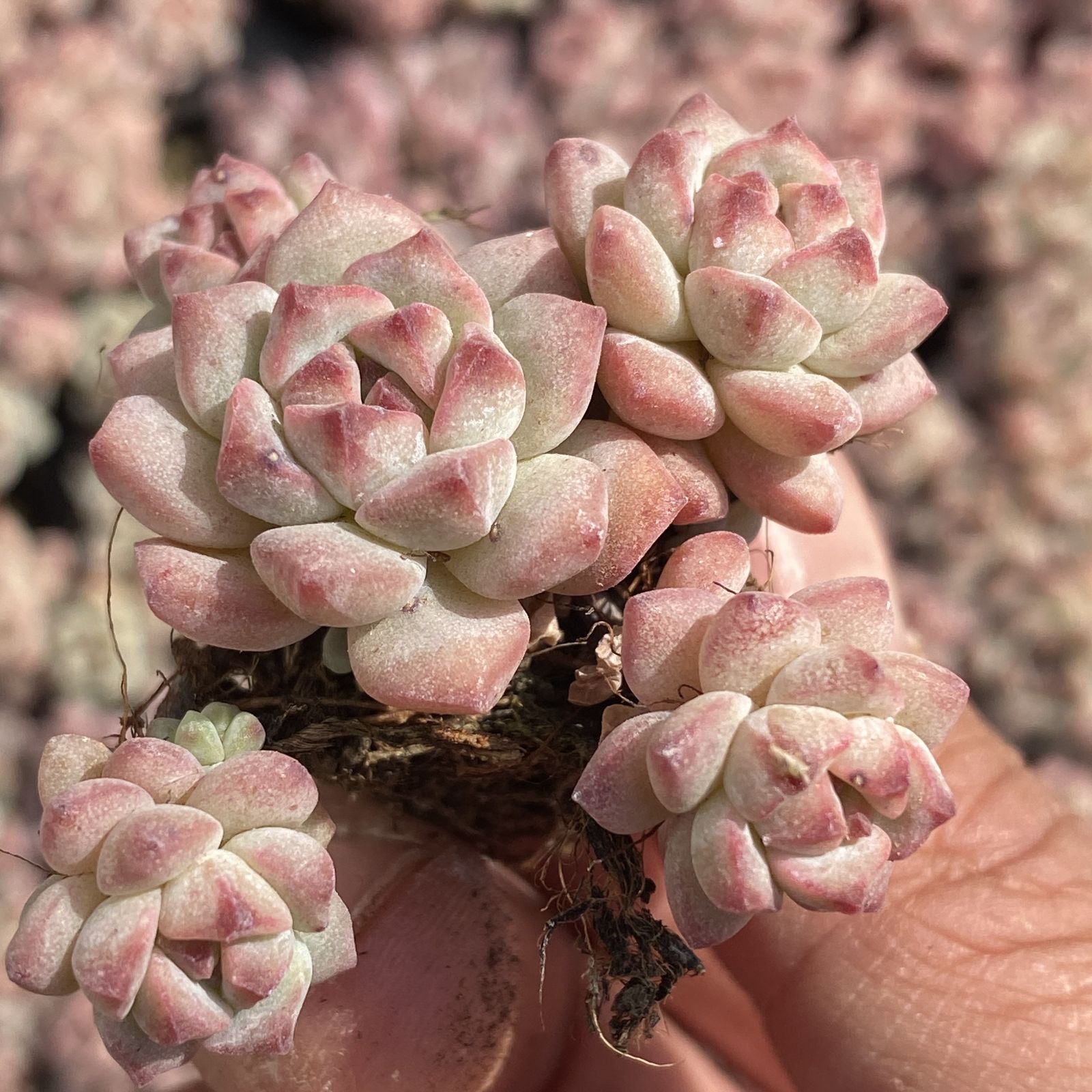 XY250×16苗 キャラメルエルフ 土付き 多肉植物 アエオニウム