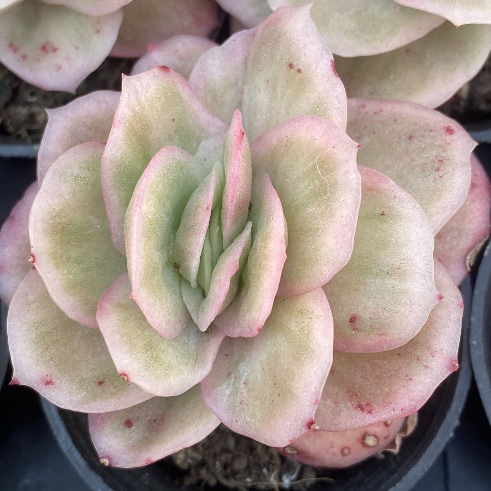 XY93×10株 アイスローズ 抜き苗 多肉植物 アエオニウム エケベリア