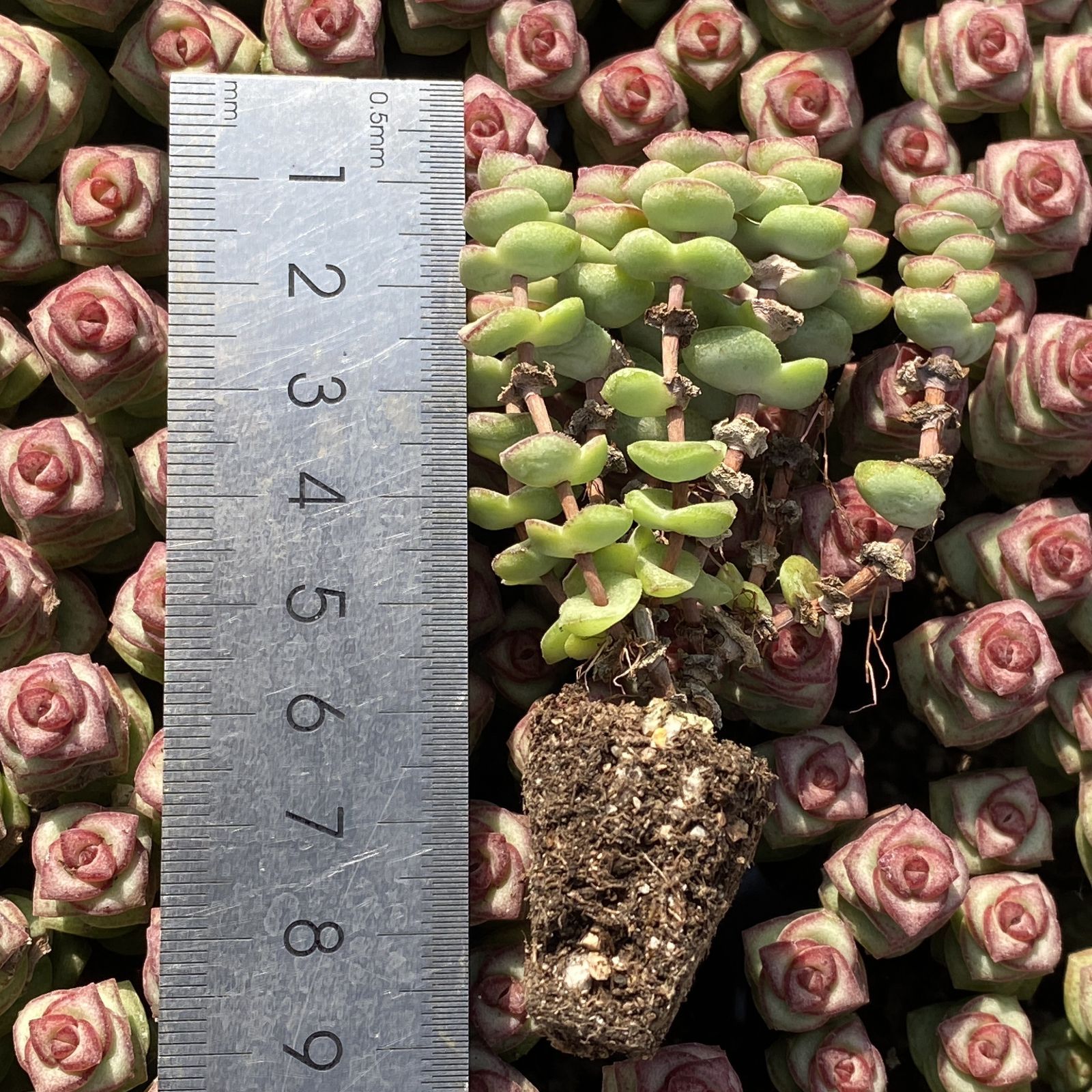 XY244×16苗 ゼニツナギ 土付き 多肉植物 アエオニウム エケベリア