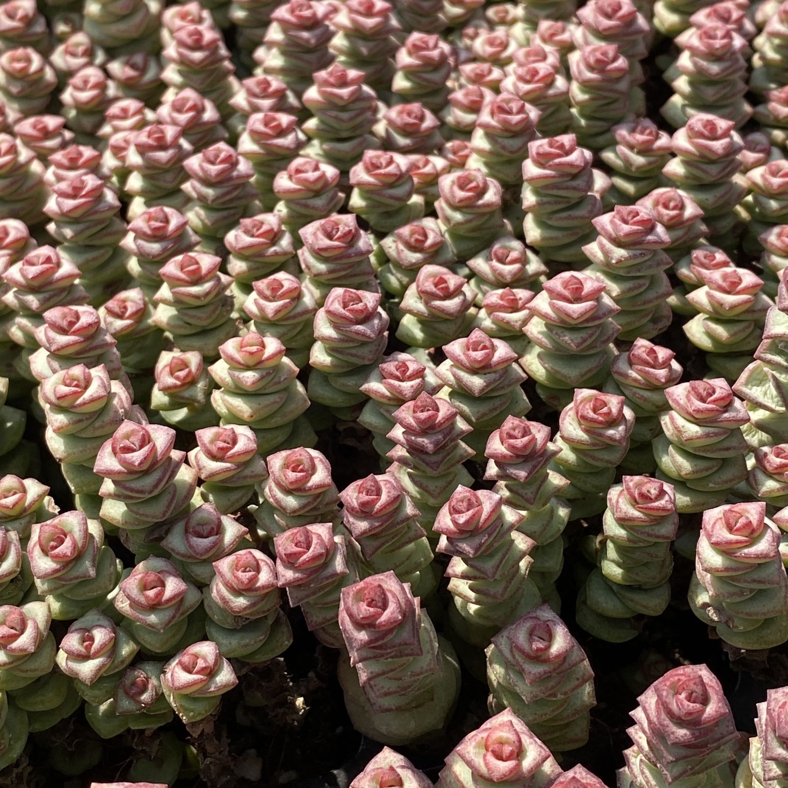 XY244×16苗 ゼニツナギ 土付き 多肉植物 アエオニウム エケベリア