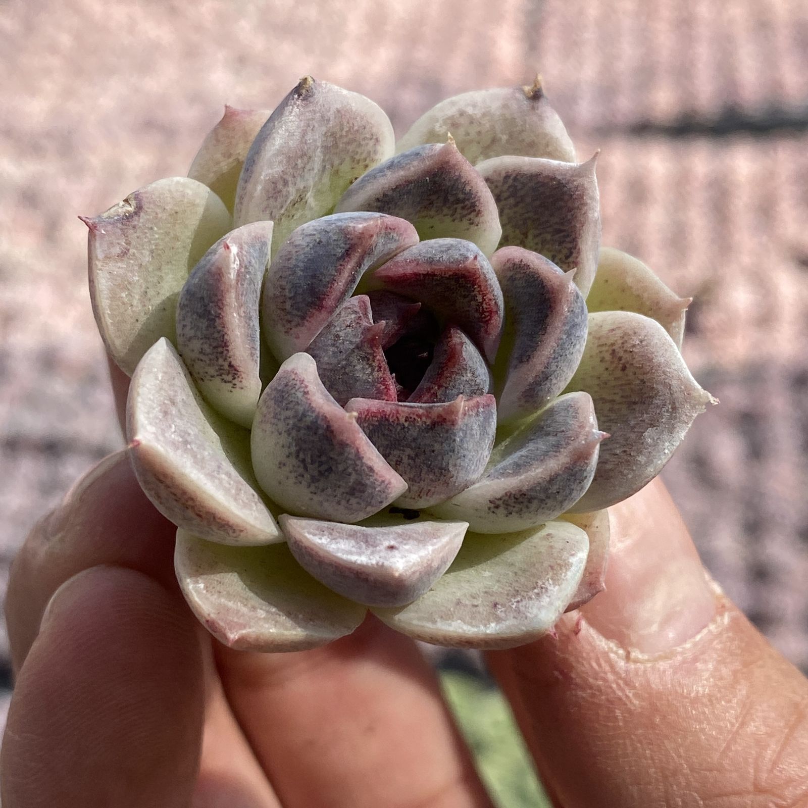 XY261×16苗 ムラサキクリスタルザツ 土付き 多肉植物 アエオニウム