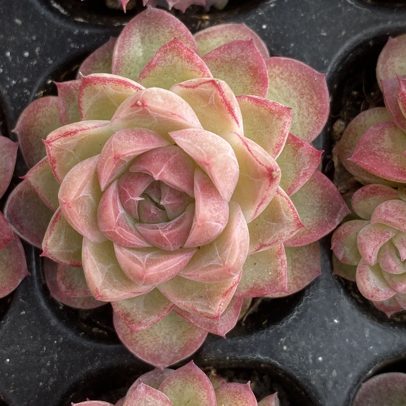 XY257×16苗 レッドクイーン 土付き 多肉植物 アエオニウム エケベリア