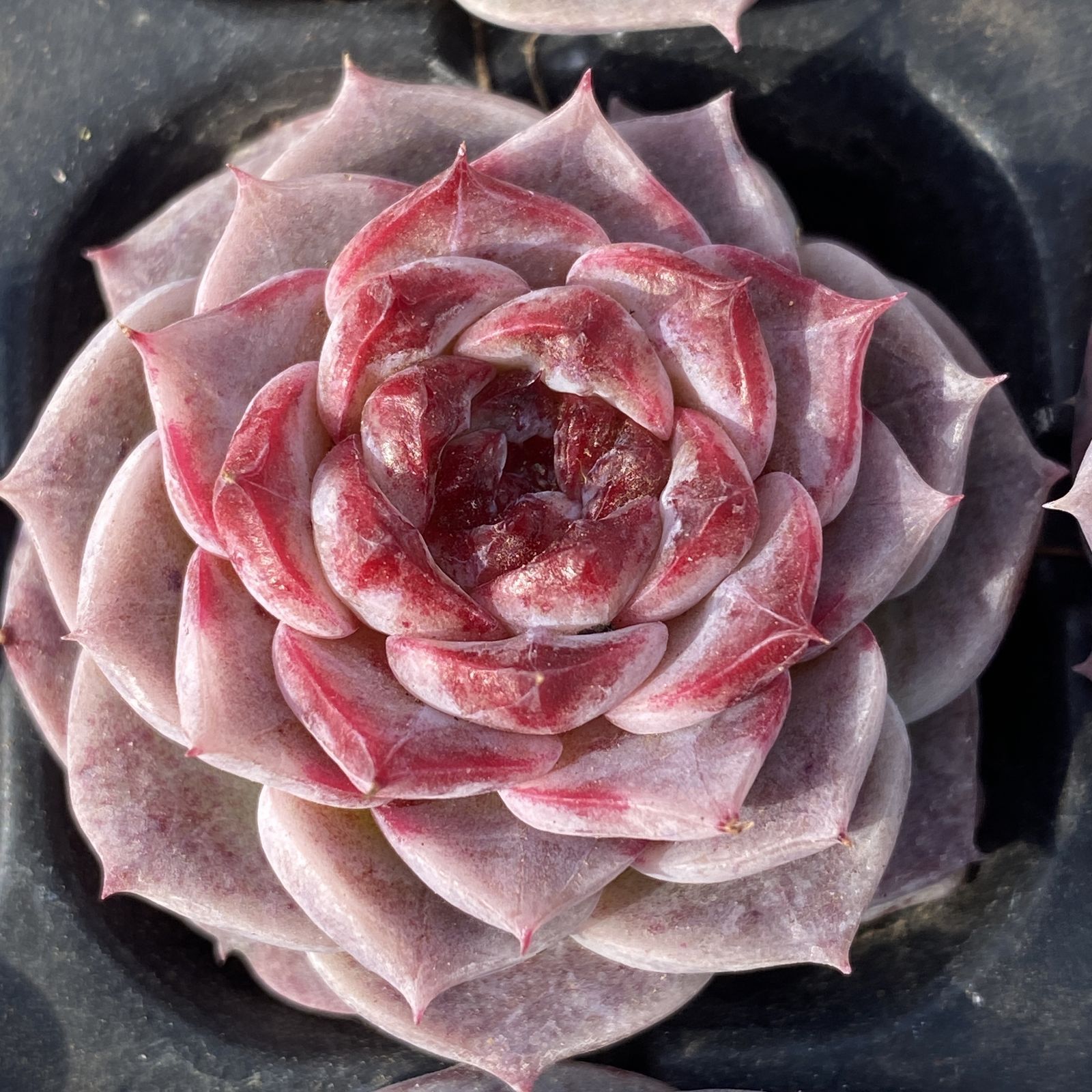 XY247×16苗 ビロード 土付き 多肉植物 アエオニウム エケベリア