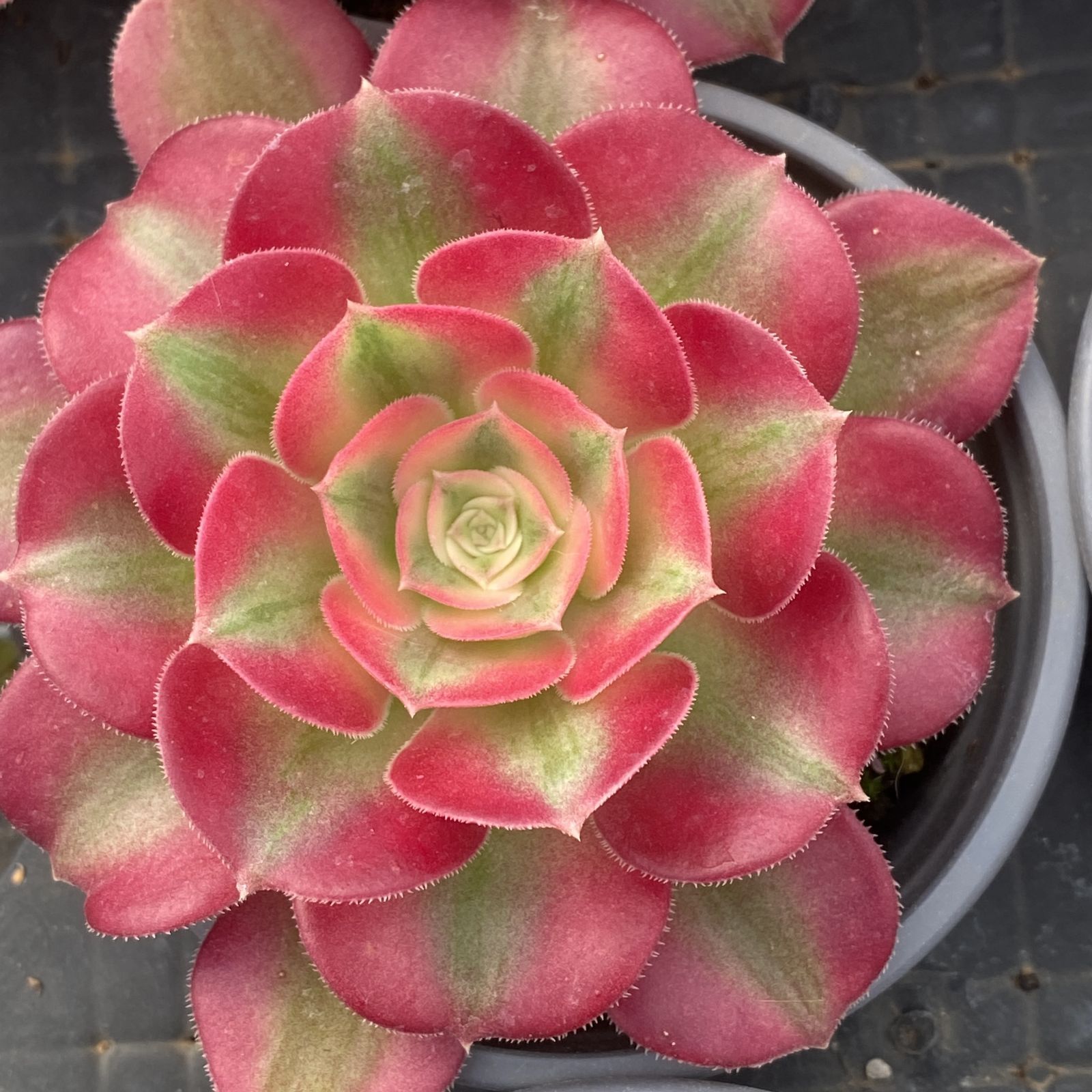 XY283×10株 ピンニュージャ 抜き苗 多肉植物 アエオニウム エケベリア