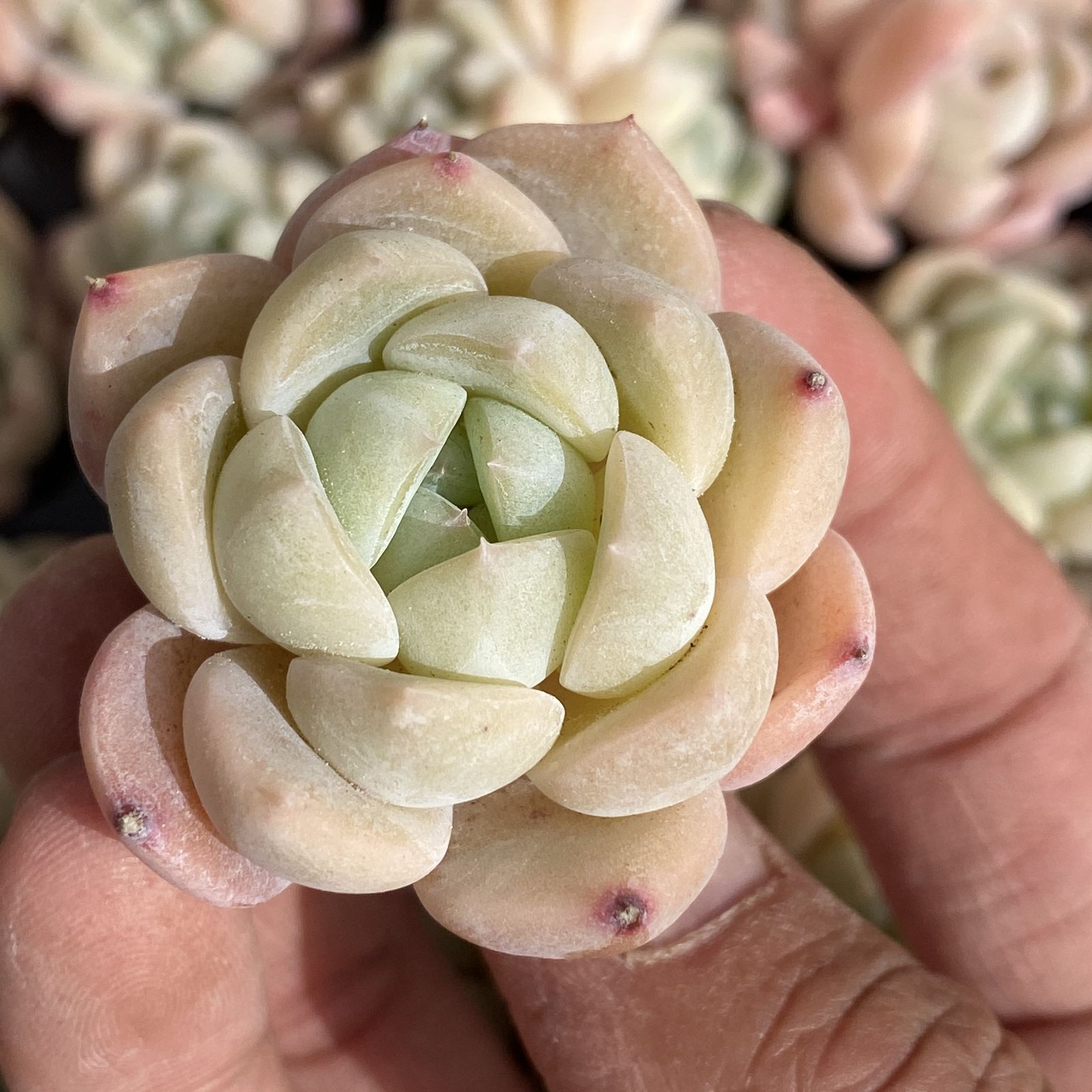 XY294×16苗 コハク 土付き 多肉植物 アエオニウム エケベリア サボテン