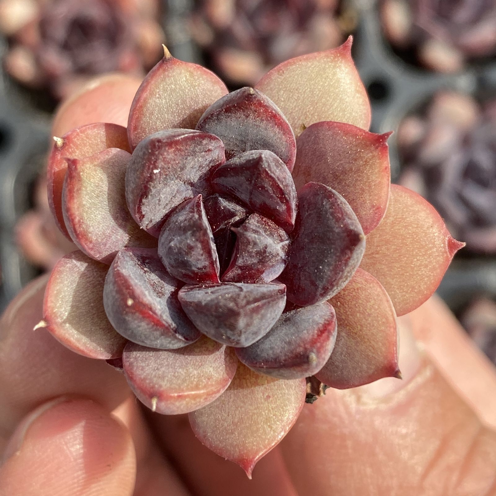 XY266×16苗 サンカジェニー 土付き 多肉植物 アエオニウム エケベリア