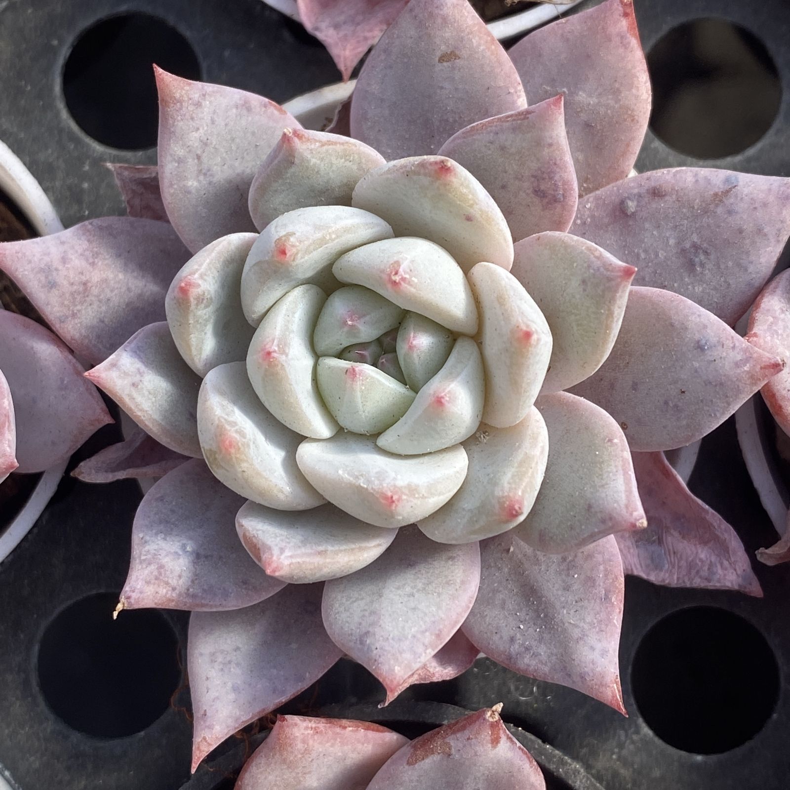 XY88×10株 ピンクブルーバード 抜き苗 多肉植物 アエオニウム