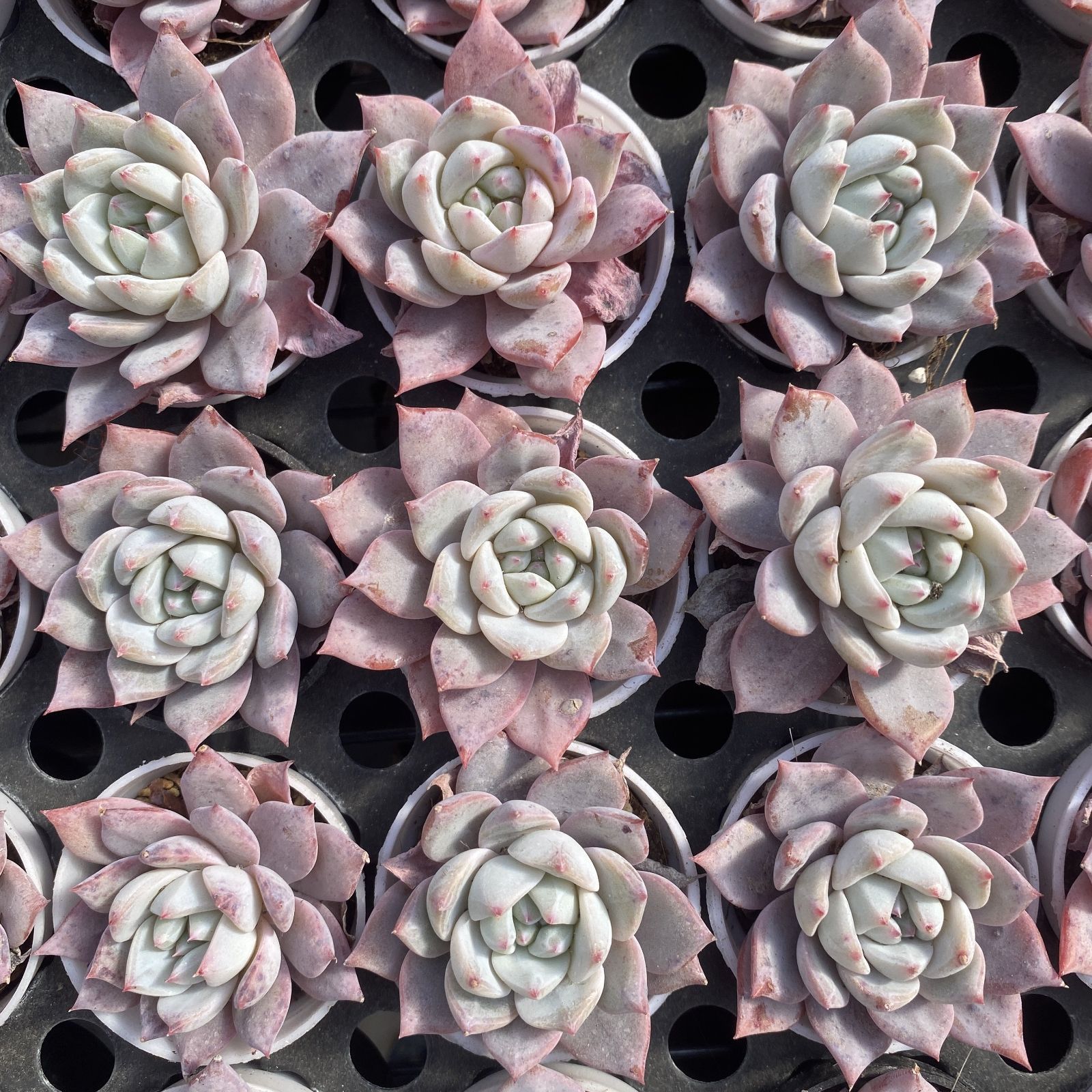 XY88×10株 ピンクブルーバード 抜き苗 多肉植物 アエオニウム