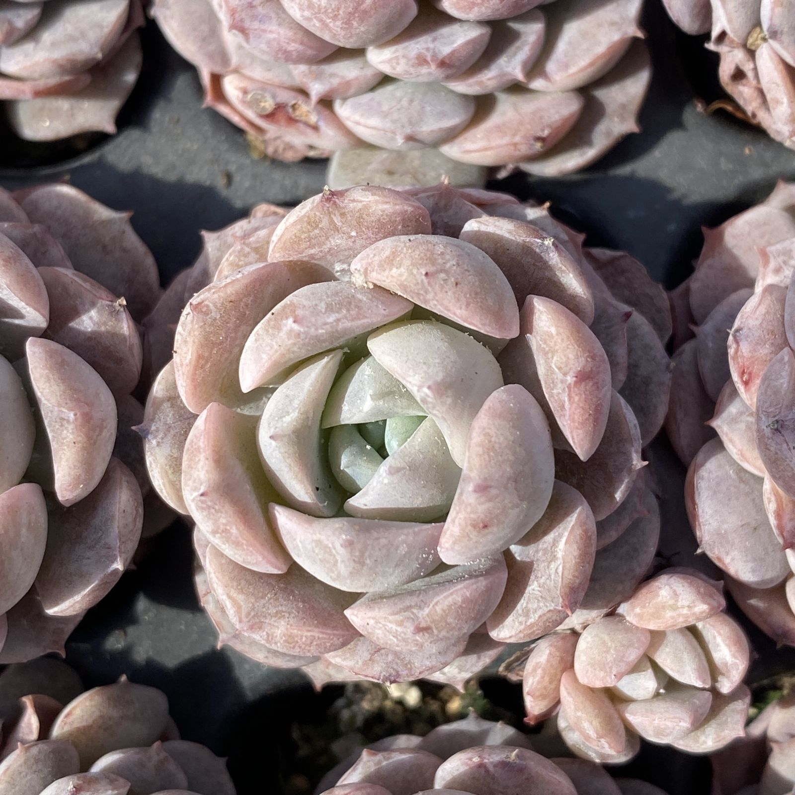 XY269×16苗 オンチョウ 土付き 多肉植物 アエオニウム エケベリア