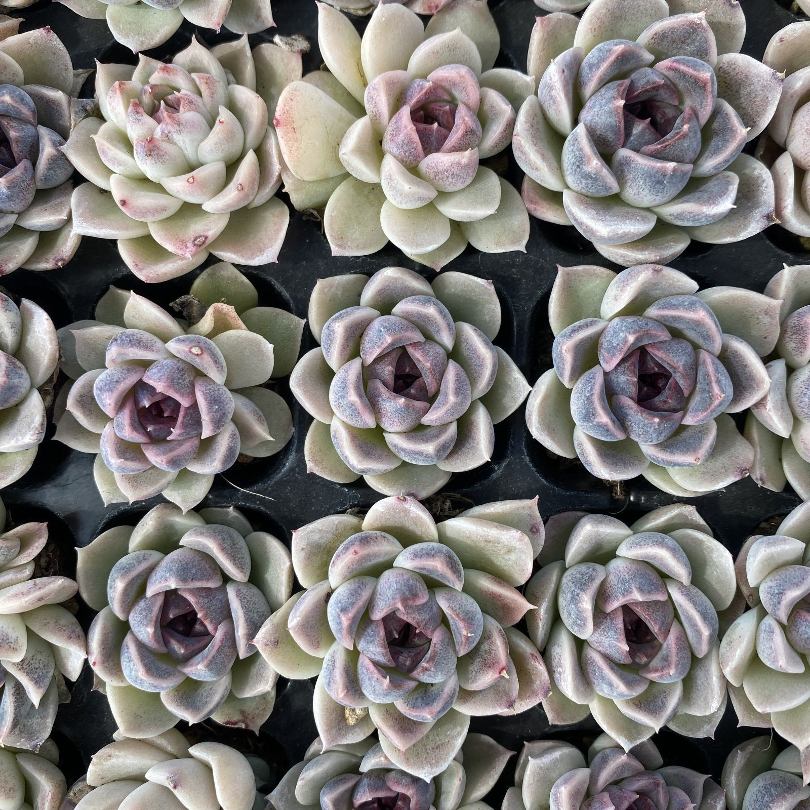 XY261×16苗 ムラサキクリスタルザツ 土付き 多肉植物 アエオニウム