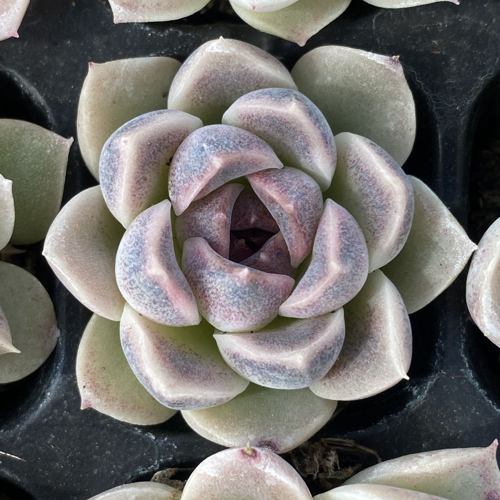 XY261×16苗 ムラサキクリスタルザツ 土付き 多肉植物 アエオニウム