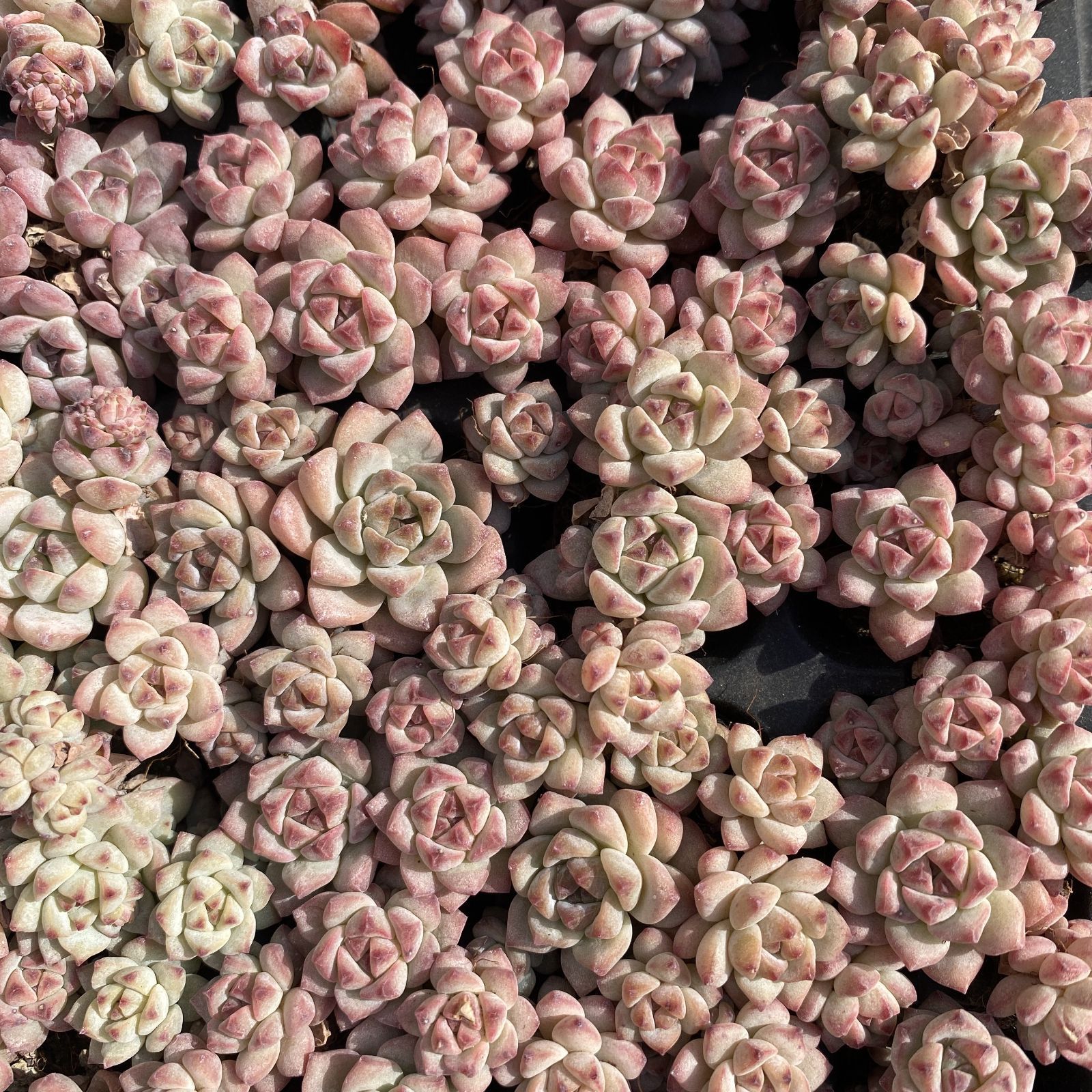 XY250×16苗 キャラメルエルフ 土付き 多肉植物 アエオニウム