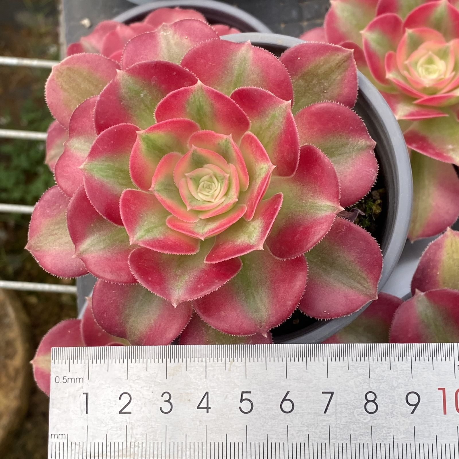 XY283×10株 ピンニュージャ 抜き苗 多肉植物 アエオニウム エケベリア