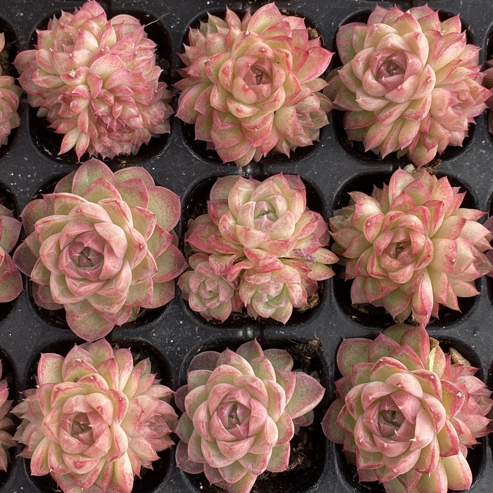 XY257×16苗 レッドクイーン 土付き 多肉植物 アエオニウム エケベリア