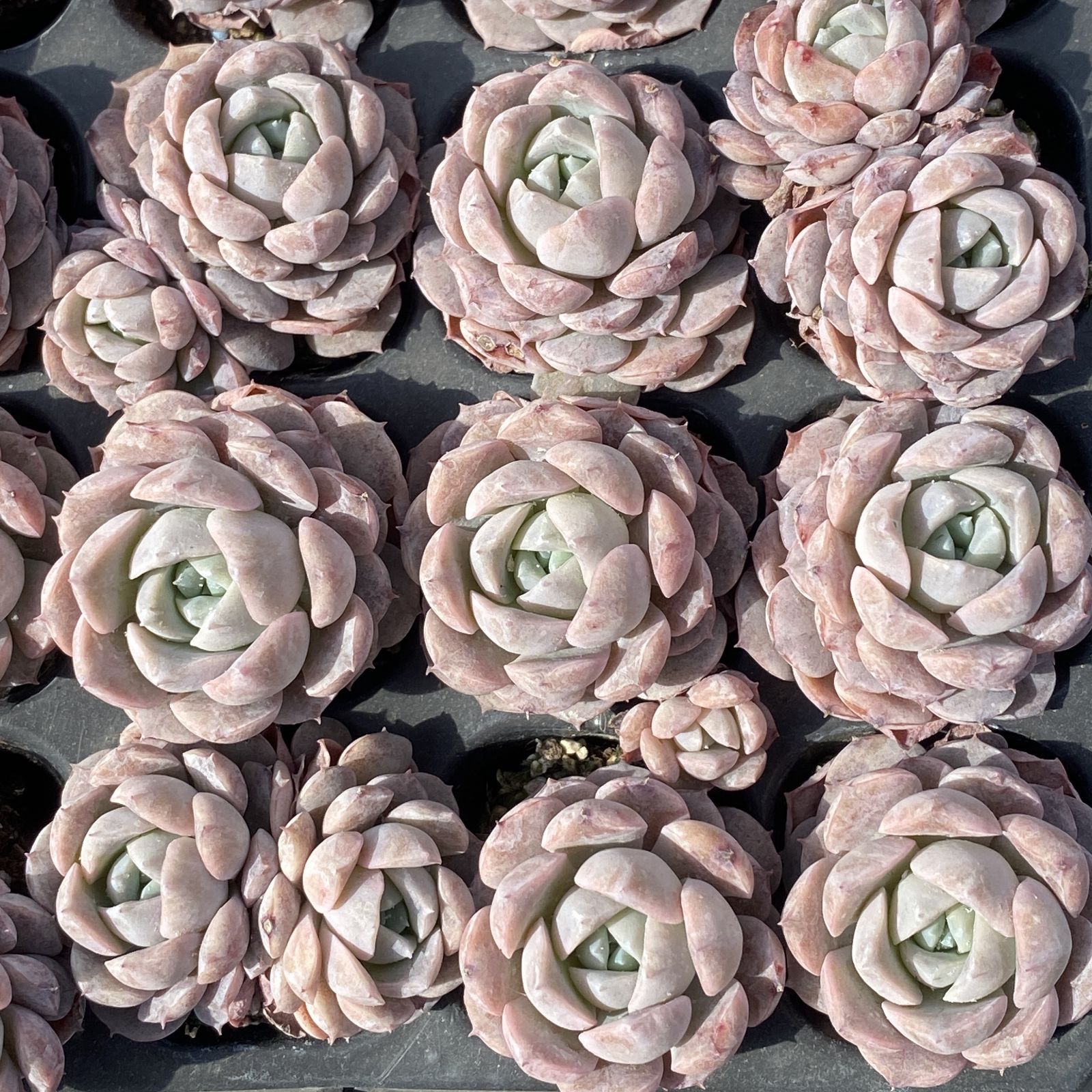 XY269×16苗 オンチョウ 土付き 多肉植物 アエオニウム エケベリア