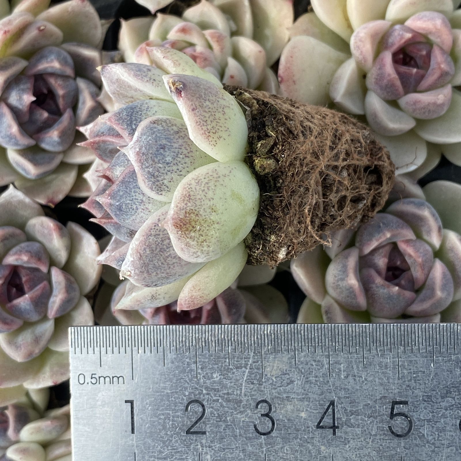 XY261×16苗 ムラサキクリスタルザツ 土付き 多肉植物 アエオニウム