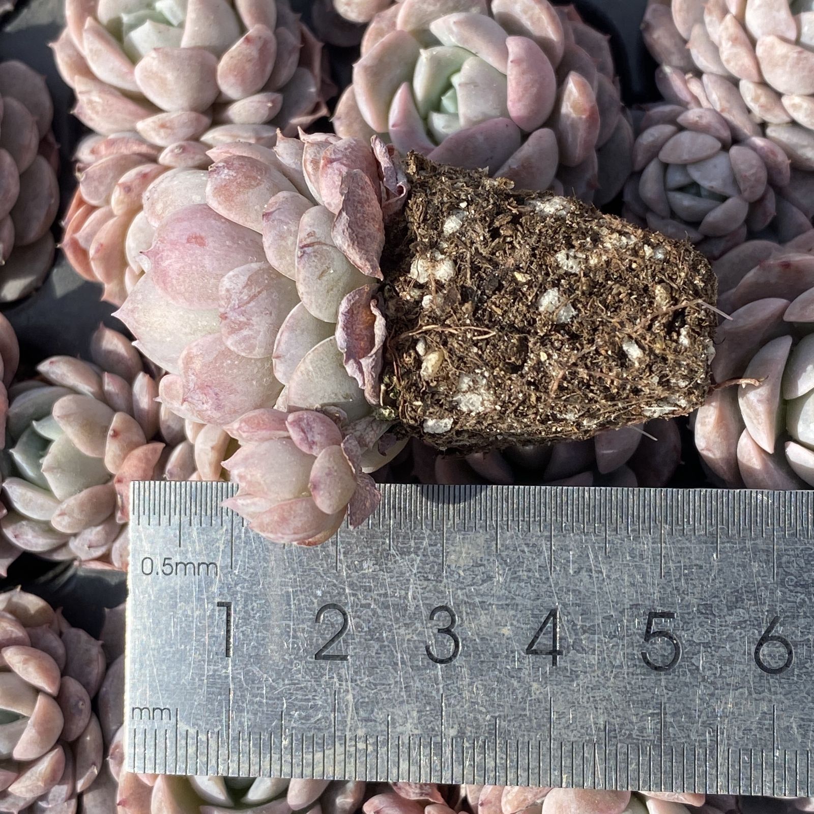 XY269×16苗 オンチョウ 土付き 多肉植物 アエオニウム エケベリア