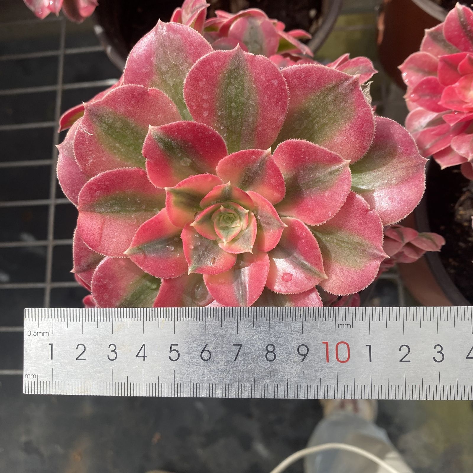 XY280×10株 ピンニュージャ 抜き苗 多肉植物 アエオニウム エケベリア