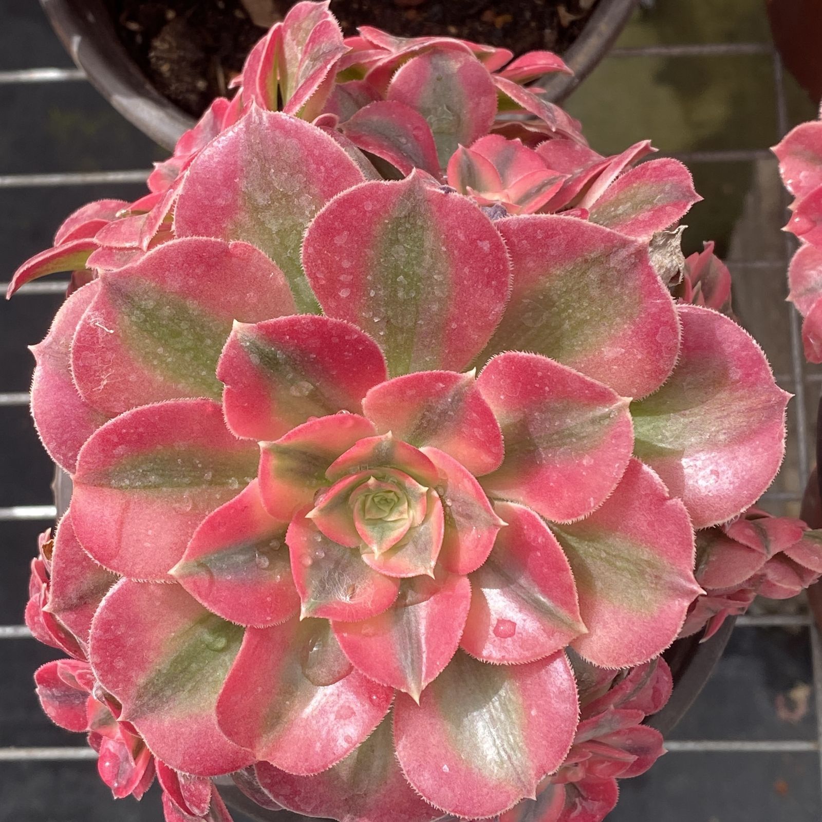 XY280×10株 ピンニュージャ 抜き苗 多肉植物 アエオニウム エケベリア