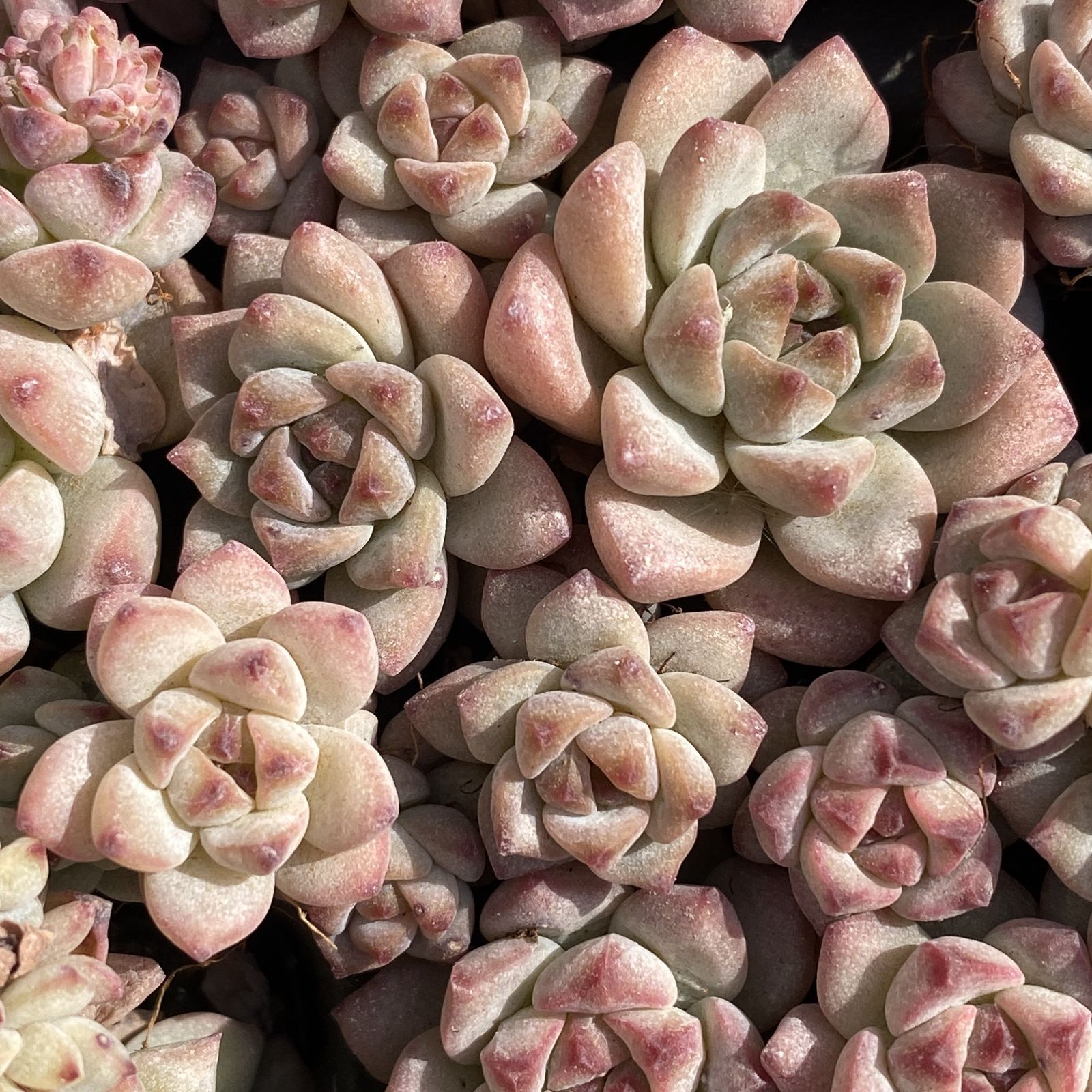 XY250×16苗 キャラメルエルフ 土付き 多肉植物 アエオニウム