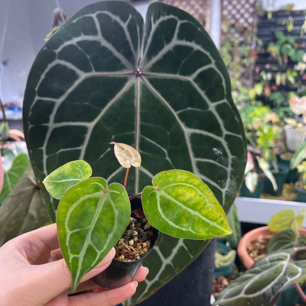 anthurium （blackwidowXmichelle）X michelle - メルカリ