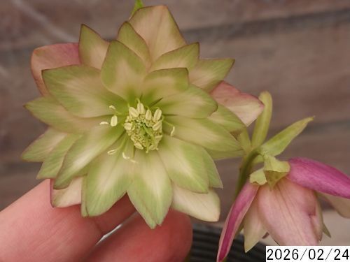 花1ガク0蕾1 開花株4号 アンティークピエラ しっかり緑吉田園芸命名