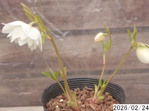 花1ガク0蕾4 開花株4号 吉田園芸生産 八重ダブル クリスマスローズ