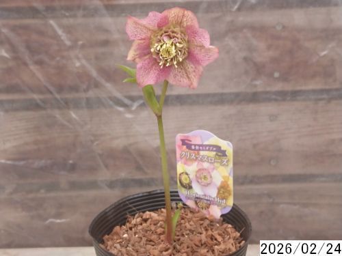 花1ガク0蕾0 開花株4号 段状重ね 蜜腺層状吉田多弁交配 吉田園芸生産