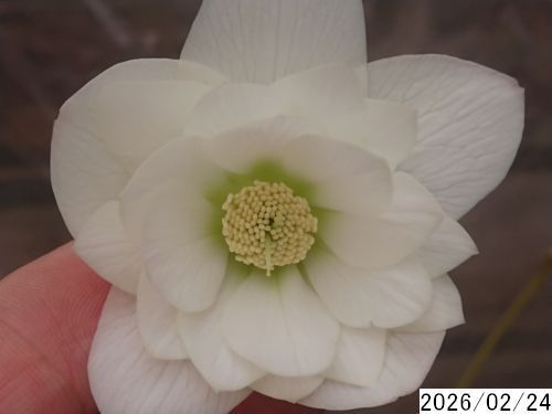 花1ガク0蕾4 開花株4号 吉田園芸生産 八重ダブル クリスマスローズ