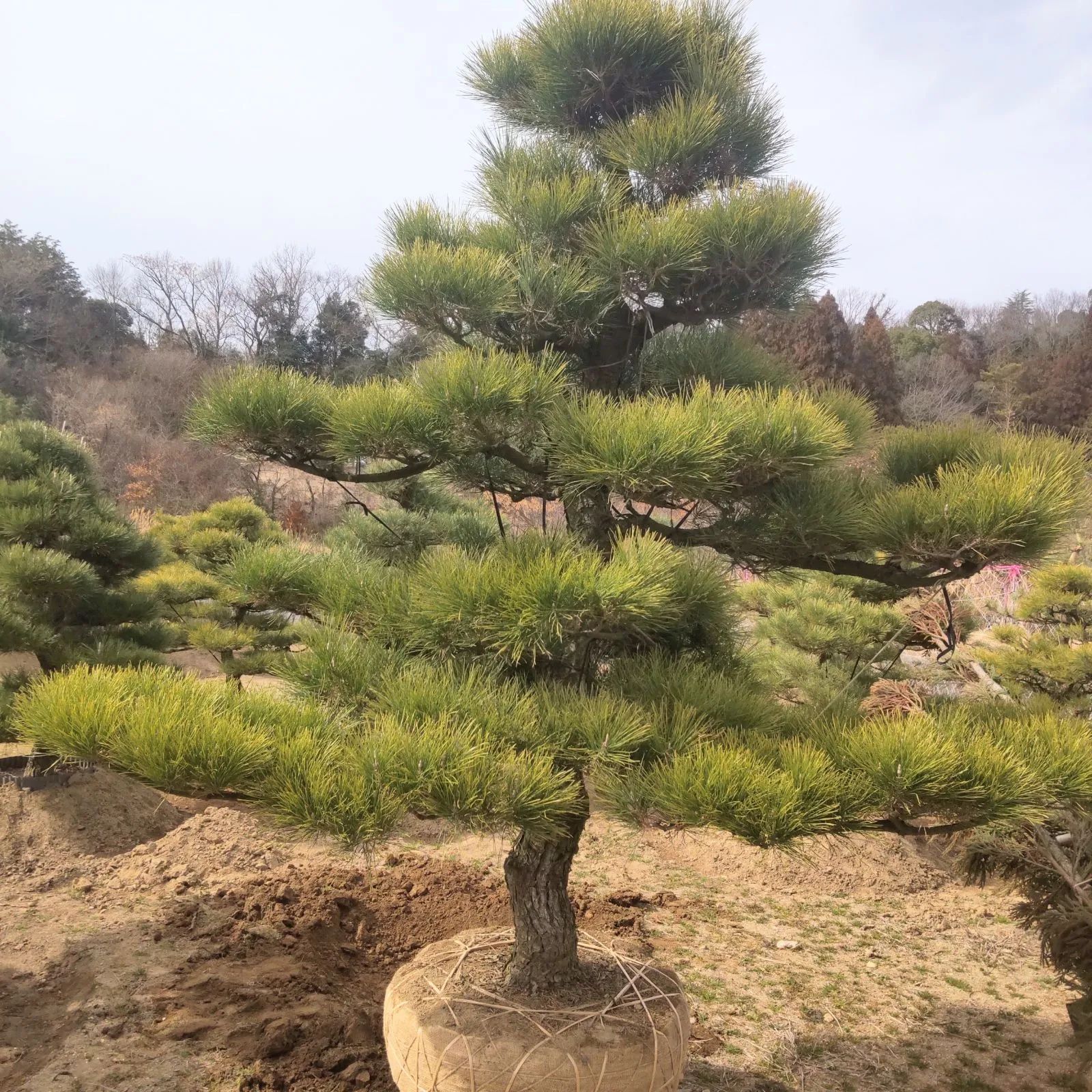 黒松 樹高 270cm - メルカリ