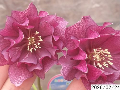 花2ガク0蕾0 開花株3.5号 小野寺園芸生産 八重ダブル クリスマスローズ