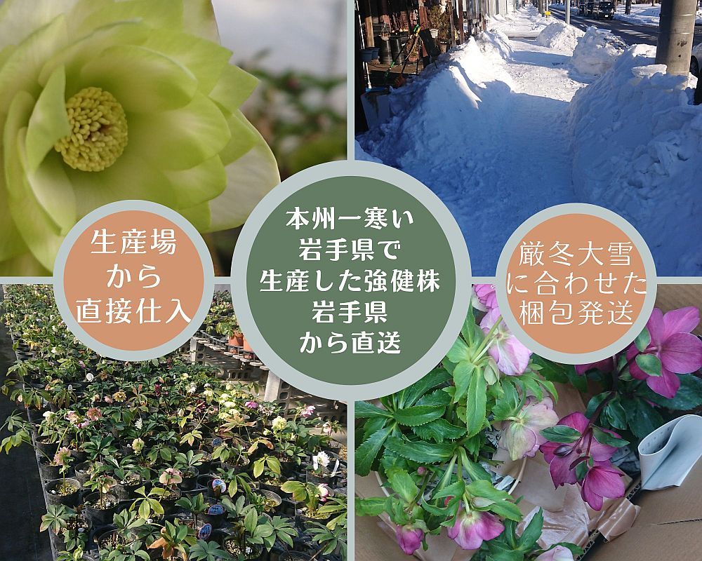 花1ガク0蕾4 開花株4号 吉田園芸生産 八重ダブル クリスマスローズ