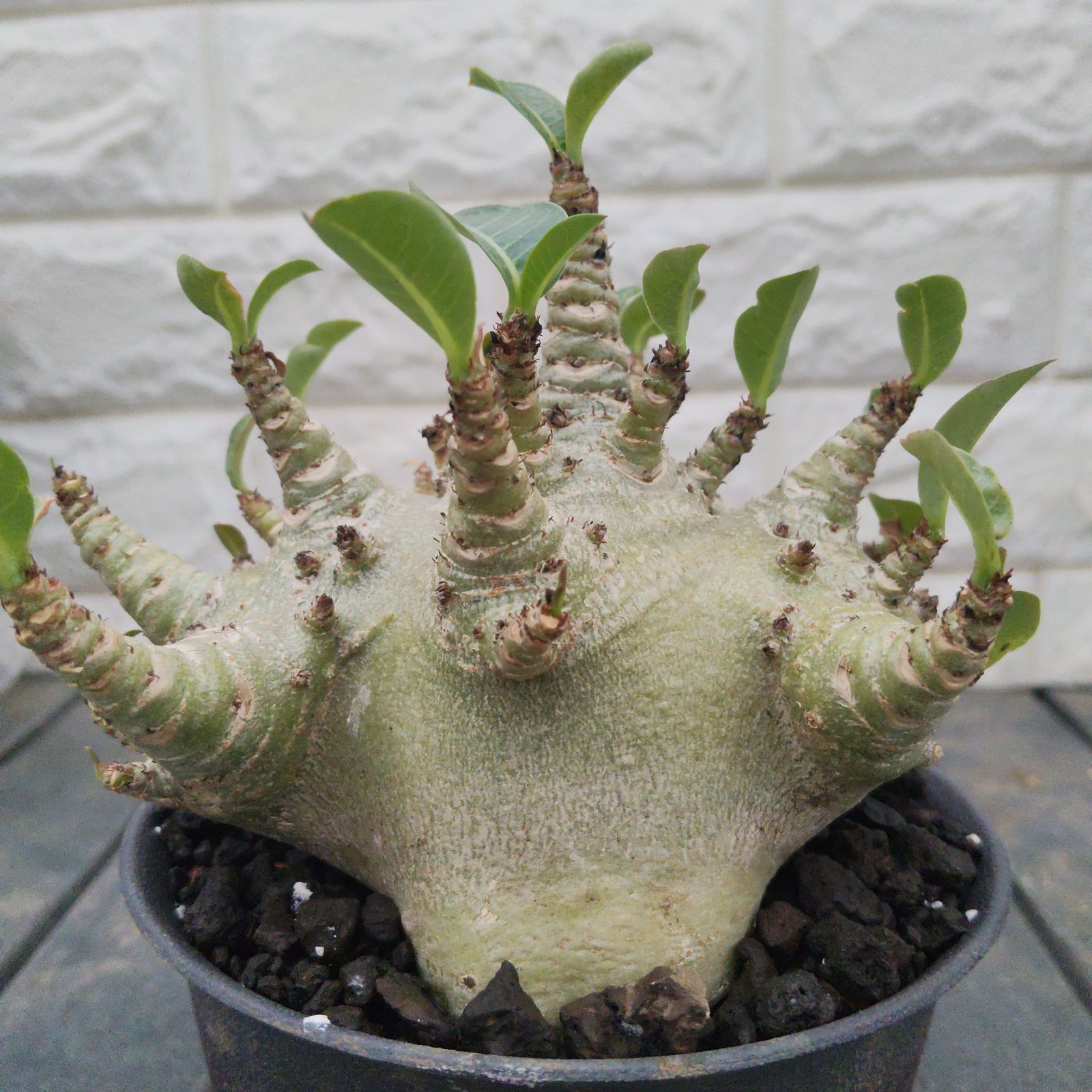 a14 アデニウム ドワーフ コーデックス アラビクム アラビカム 塊根