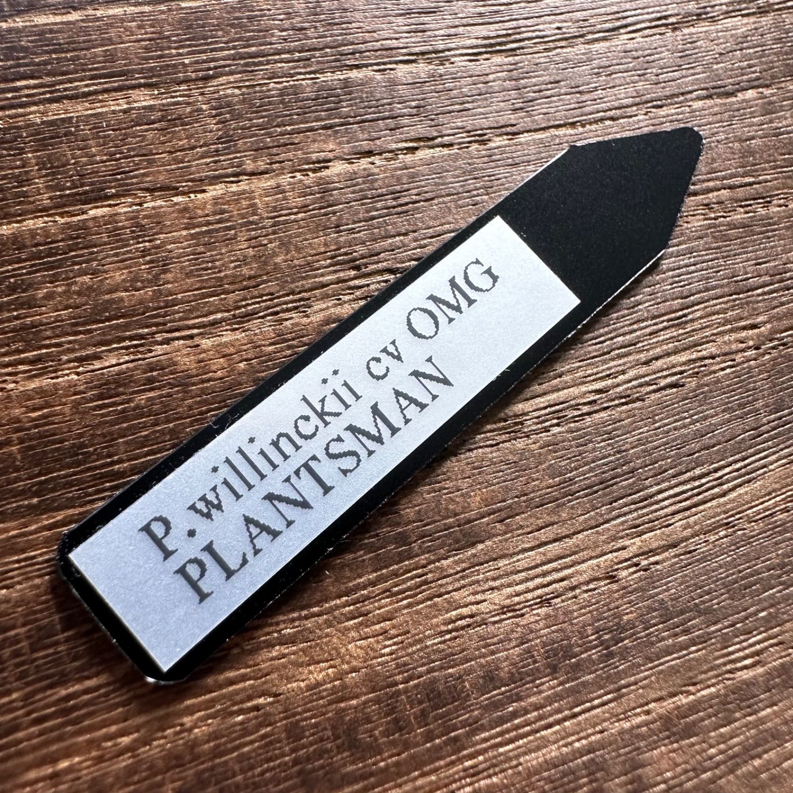 ①【3セット限定タイムセール！】P.willinckii OMG 前葉体 - メルカリ