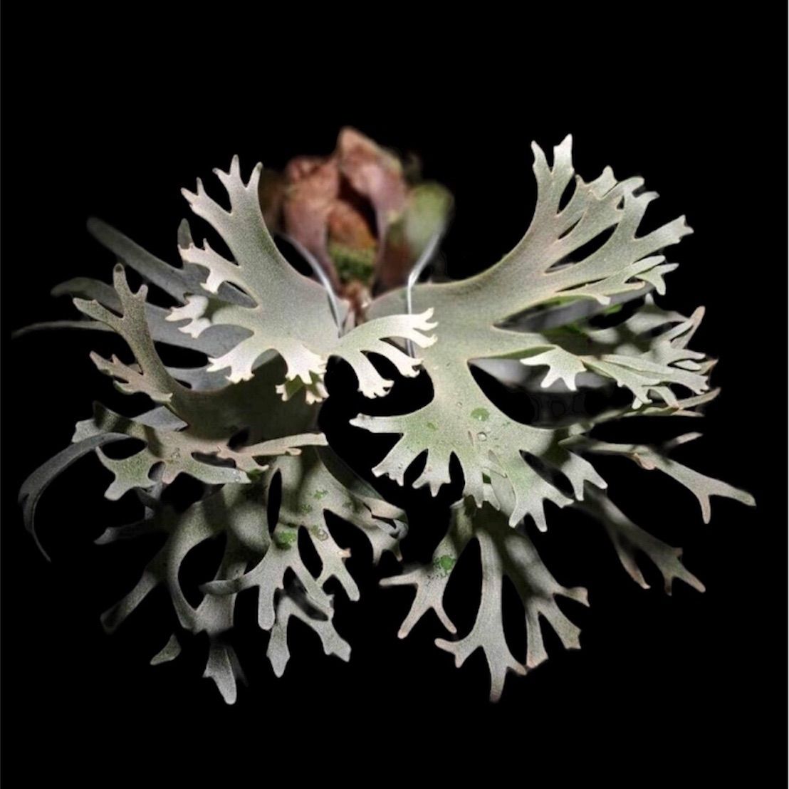 ①【3セット限定タイムセール！】P.willinckii OMG 前葉体 - メルカリ