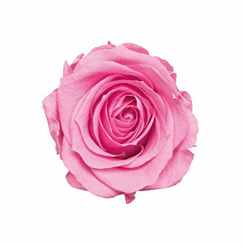 新品 大地農園 プリザーブドフラワー ローズ・かのん・m シャーベット