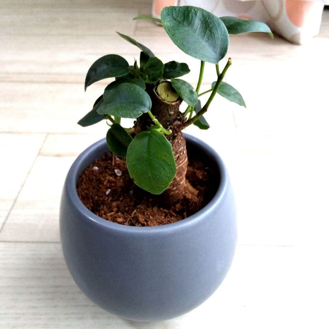 ガジュマル☆多幸の木☆観賞用☆グレーの陶器の鉢植え☆キジムナー